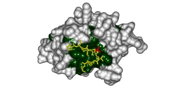 The CTD interacting domain of Pcf 11 in complex with a CTD peptide. Conserved surface residues are colored in green