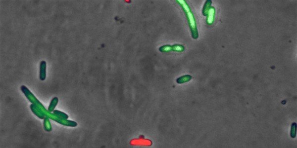 Modified Escherichia coli produce the pneumococcal zeta toxin PezT. The green fluorescent cells are still intact, but have difficulties in undergoing cell division. The red fluorescent cell bodies have already burst and died.